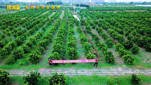 揭秘柑潤(rùn)堂 參股種植梅江莊園與自建工廠背后的戰(zhàn)略布局與技術(shù)深耕